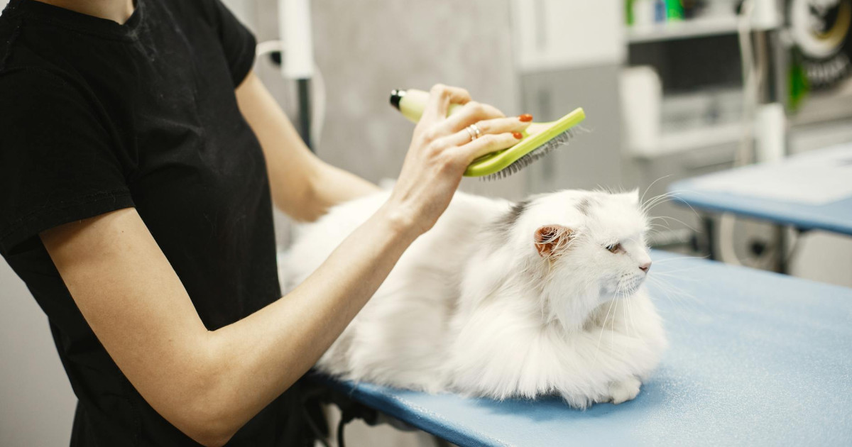 Premium Pet Food Surges: Freeze-Dried Products and the Cat Economy